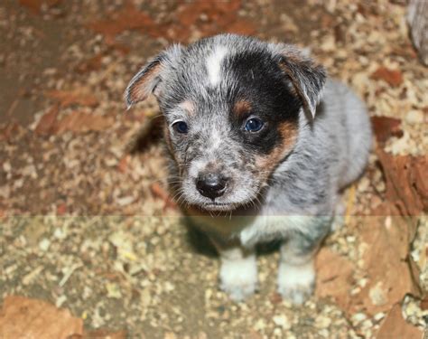 Find a Australian Cattle Dog puppy from reputable breeders near you in Round Rock, TX. . Miniature queensland heeler puppies for sale near illinois
